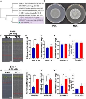 Plant growth promotion under phosphate deficiency and improved phosphate acquisition by new fungal strain, Penicillium olsonii TLL1